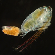 zooplankton key