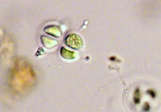 gloeo5