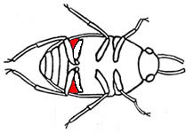 Drawing highlighting hind coxae and 1st abdominal sternite