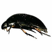 hydrophilidae lateral view