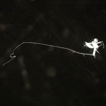 Aglaodiaptomus clavipes