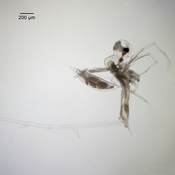 Aglaodiaptomus clavipes