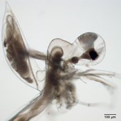 Aglaodiaptomus clavipes 5th leg