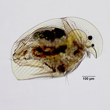 Acroperus harpae