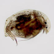 Acroperus harpae