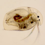 Acroperus harpae