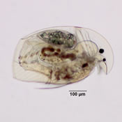 Acroperus harpae