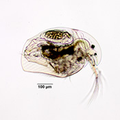 Acroperus harpae