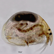 Alona bicolor