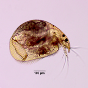 Alona bicolor