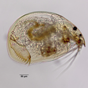 Alona rustica