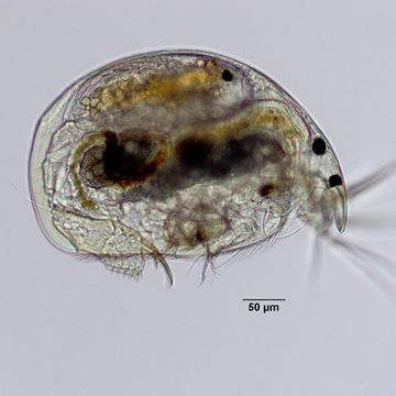 Alona setulosa