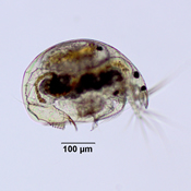 Alona setulosa