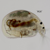 Alona setulosa
