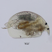Alona setulosa