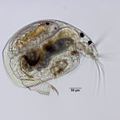 Alona setulosa