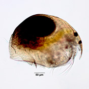 Alonella excisa
