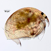 Alonella excisa