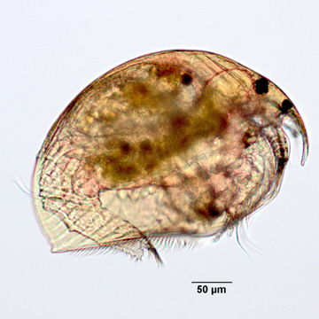 Alonella excisa