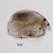 Alonella exigua