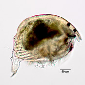 Alonella exigua