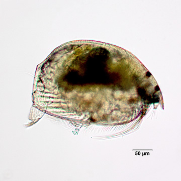 Alonella exigua