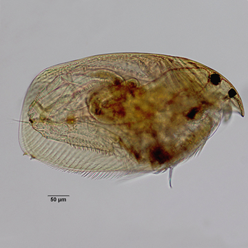 Alonopsis americana