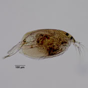 Alonopsis americana