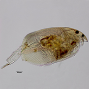 Alonopsis americana