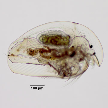 Camptocercus sp