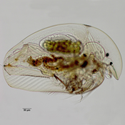 Camptocercus sp