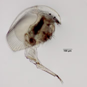Camptocercus sp