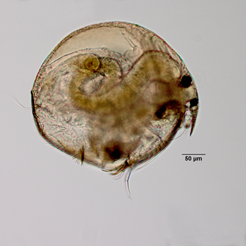 Chydorus sphaericus