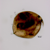 Chydorus sphaericus