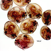 Chydorus sphaericus