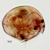 Chydorus sphaericus