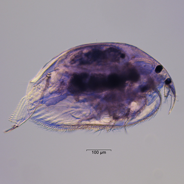 Disparalona hamata
