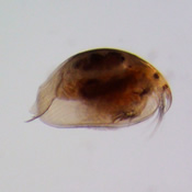 Disparalona hamata