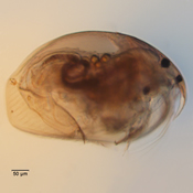 Disparalona hamata