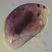 Disparalona hamata