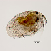 Disparalona hamata