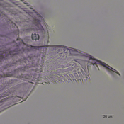 Disparalona hamata postabdomen