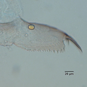 Disparalona hamata postabdomen