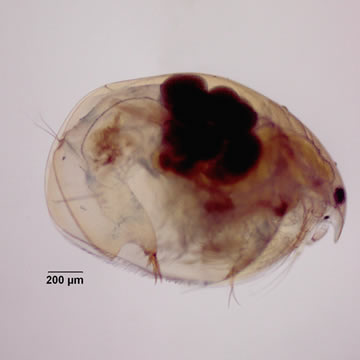 Eurycercus