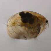 Eurycercus