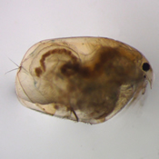 Eurycercus