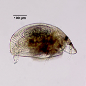 Graptoleberis testudinaria