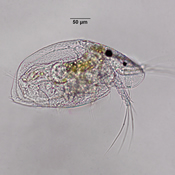 Graptoleberis testudinaria