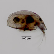 Graptoleberis testudinaria
