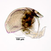 Graptoleberis testudinaria